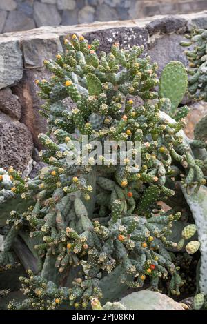 Cactus di Opuntia con molti frutti e fiori nuovi. Parco in Ajuy, Fuerteventura, Isole Canarie, Spagna. Foto Stock