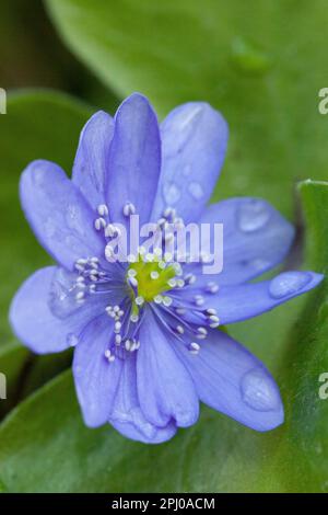 Londra, Regno Unito. 30th Mar, 2023. Goccioline d'acqua aggrappate ai petali blu di un fiore hepatica nobilis. Incantesimi soleggiati e docce sparse mettono in luce i fiori primaverili di Clapham, nel sud di Londra. Credit: Anna Watson/Alamy Live News Foto Stock