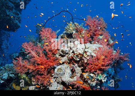 Blocco di corallo densamente coperto con coralli molli Klunzingers, rosso e Xenia coralli molli (Dendronephthya klunzingeri) (Xeniidae), bianco, anthias scolastica Foto Stock