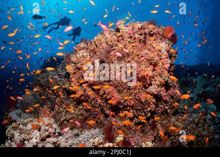 Grande blocco di corallo, densamente cresciuto con vari coralli, scogliera corallina ripida faccia, scuola di anthias (Anthiinae), due subacquei nella parte posteriore, Mar Rosso Foto Stock