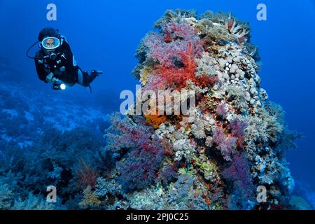 Subacqueo che guarda il blocco di corallo densamente coperto di corallo molle Klunzingers (Dendronephthya klunzingeri) (Xeniidae), rosso, e Xenia corallo molle, bianco Foto Stock