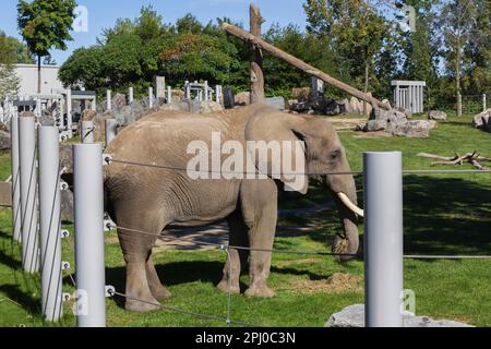 African Elephant (Loxodonta africana) all'interno dello zoo in estate, Granby Zoo, Quebec, Canada Foto Stock