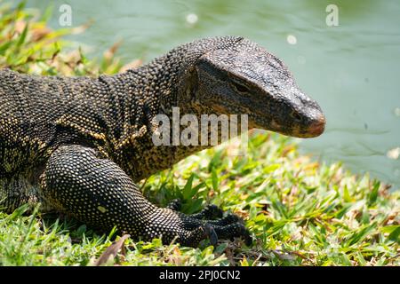 Monitor Lizard nel Parco Lumphinee un grande spazio verde con laghi nel centro di Bangkok è un'area popolare sia per la gente del posto che per i visitatori. Foto Stock