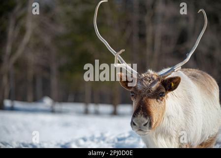 Una maestosa renna sorge sulla neve, circondata dal suo habitat naturale Foto Stock