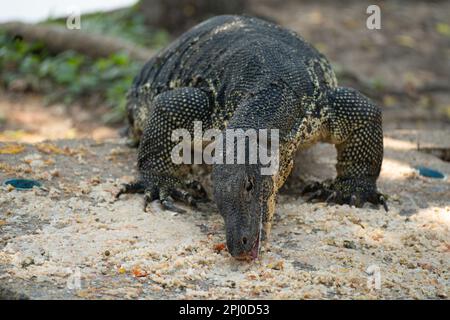 Monitor Lizard nel Parco Lumphinee un grande spazio verde con laghi nel centro di Bangkok è un'area popolare sia per la gente del posto che per i visitatori. Foto Stock