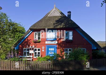 Casa con tetto di paglia Schifferwiege a Wustrow Fischland, Meclemburgo-Pomerania occidentale, distretto di Ribnitz Damgarten, Germania Foto Stock