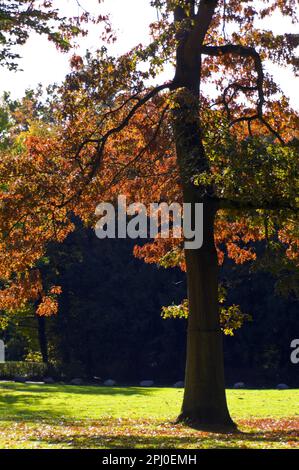 Quercia rossa nel parco di Knoops, atmosfera autunnale, Lesum di Brema, Germania Foto Stock