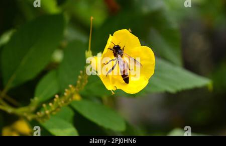 Un'ape in un fiore giallo Foto Stock