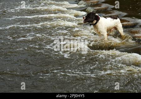 Inglese Springer spaniel, in piedi su uno stramazzo in attesa di comandi Foto Stock