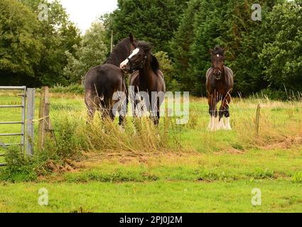 Shire cavalli toelettatura ogni altro. Foto Stock