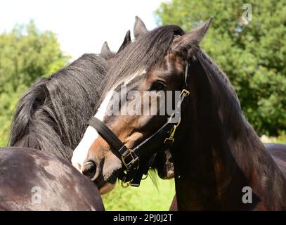 Shire cavalli toelettatura ogni altro. Foto Stock