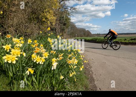 Ciclista sulla corsia di campagna del Berkshire fiancheggiata da narcisi primaverili nel pomeriggio di sole, Chieveley, Berkshire, Inghilterra, Regno Unito, Europa Foto Stock
