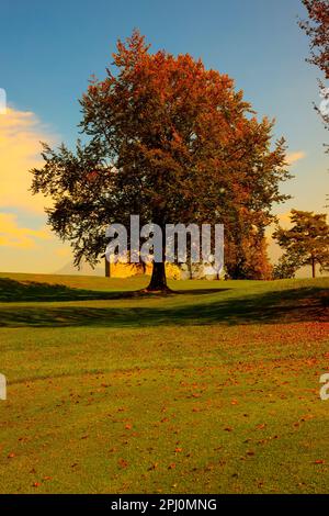 Albero e Casa sul campo con Vista montagna in autunno in Lombardia. Foto Stock