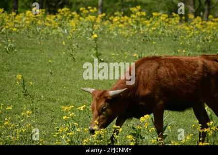 Una giovane mucca di longhorn marrone colore sporco isolato in fiori gialli in un campo verde che cammina e vive la vita in pace. Foto Stock