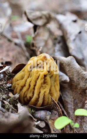 Verpa bohemica, comunemente conosciuta come la spugnola iniziale Foto Stock