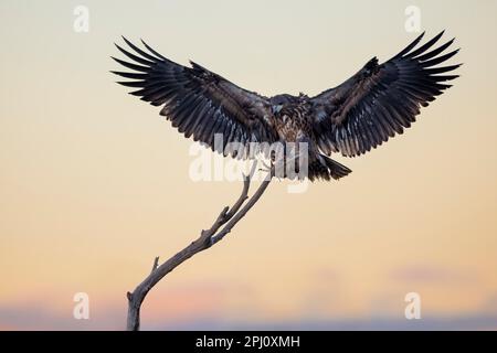 Una maestosa aquila baldosa sorvola il cielo, arroccata sulla cima di un ramo morto dell'albero Foto Stock
