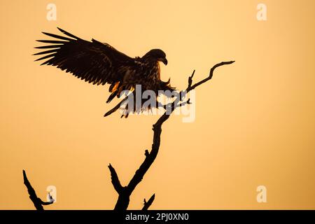 Una maestosa aquila baldosa sorvola il cielo, arroccata sulla cima di un ramo morto dell'albero Foto Stock