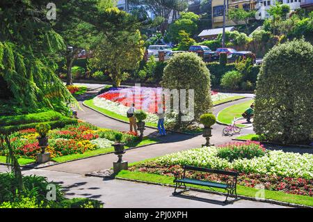 Colorate composizioni floreali, Wellington Botanic Garden, Wellington, Regione di Wellington, Isola del nord, Nuova Zelanda Foto Stock