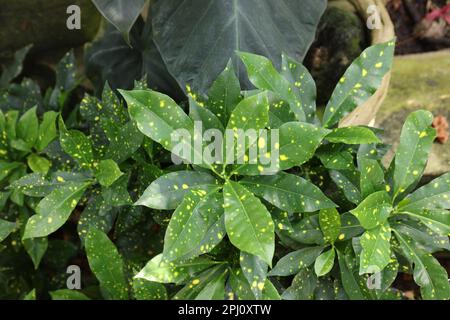 Un gruppo di piante di Gold Dust Croton che crescono in un giardino a Milwaukee, Wisconsin, USA Foto Stock