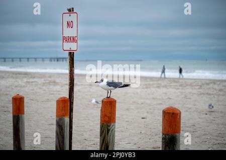 Un gabbiano su un palo di legno dipinto vicino a un cartello metallo No Parcheggio in una spiaggia di sabbia in una giornata nuvolosa a Port Aransas, Texas. Foto Stock