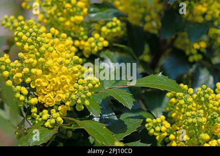 Mahonia fiorito giallo in primavera Foto Stock