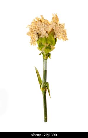 Un rametto di un fiore secco di un erbario su sfondo bianco Foto Stock