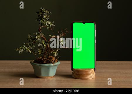un telefono touch-screen con schermo verde si trova su uno stand accanto a un albero decorativo bonsai in una pentola su un tavolo di legno in una stanza buia Foto Stock
