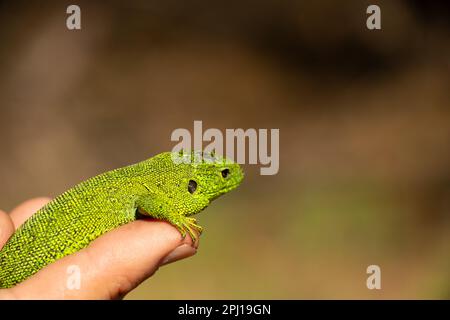 Lucertola verde seduta su una mano catturata in un parco in Ucraina Foto Stock