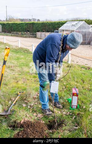 Donna che pianta un nuovo albero di pera di Conferenza, Pyrus communis, in una zona di prateria grezza. Foto Stock