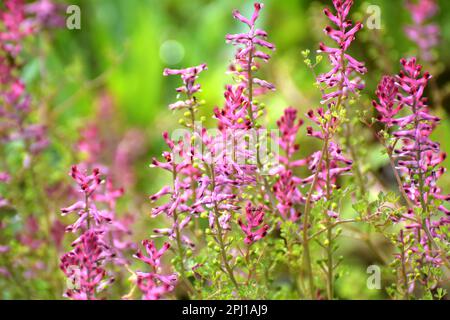 Fumaria officinalis fiorisce in natura in primavera Foto Stock