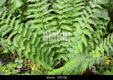 Fern (Dryopteris filix-mas) cresce in natura nella foresta Foto Stock