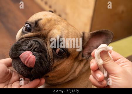 Questa foto presenta la mano di una donna che pulisce le orecchie di un Bulldog francese. Può essere usato per illustrare il legame tra un proprietario di animale domestico ed il loro cane, come Foto Stock