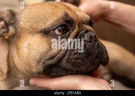 Questa foto presenta la mano di una donna che pulisce le orecchie di un Bulldog francese. Può essere usato per illustrare il legame tra un proprietario di animale domestico ed il loro cane, come Foto Stock