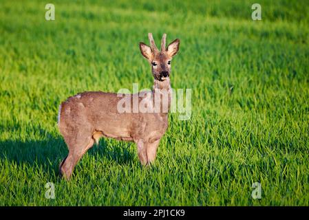 Capriolo maschio che corre su campo ( Capreolus capreolus ). ROE europeo Foto Stock