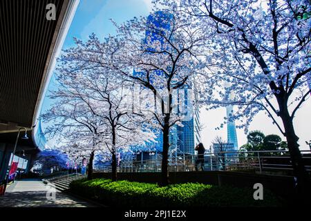 Maestoso fiore di ciliegia nel parco Sumida, nel distretto Sumida, Tokyo. Dietro la torre della TV, il giovane scatta foto (movimento sfocato) Foto Stock