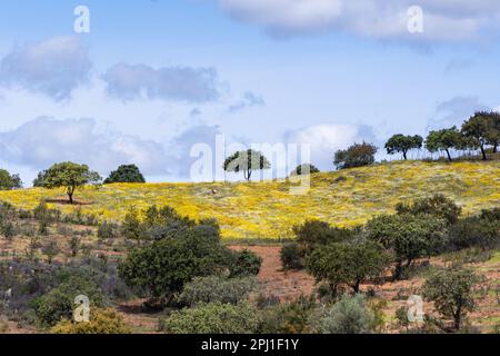 Europa, Portogallo, Alandroal. Paesaggio rurale vicino ad Alandroal. Foto Stock