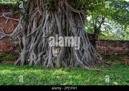 Wat Mahathat – testa di Buddha mentre l'albero crebbe, incorporò la testa di buddha Foto Stock