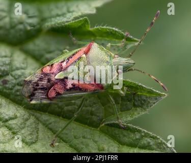 Juniper Shieldbug (Cyphosthus tristriatus) a riposo su ortica. Tipperary, Irlanda Foto Stock