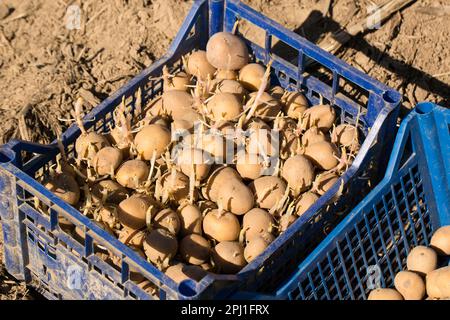 scatola di plastica con patate germogliate per piantare nel terreno Foto Stock