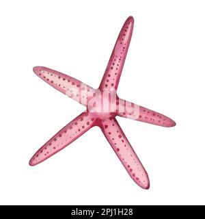 Stelle marine. Acquerello illustrazione di una stella marina di colore rosa disegnata a mano in acquerello su uno sfondo bianco. Adatto per la stampa su tessuto, carta Foto Stock