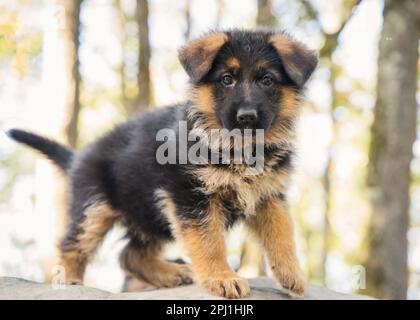 Pastore Tedesco cucciolo Foto Stock