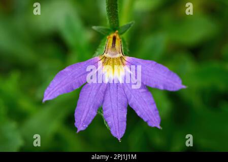 L'aemula di Scaevola, comunemente conosciuta come il fiore-ventaglio della fata o il fiore-ventaglio comune Foto Stock