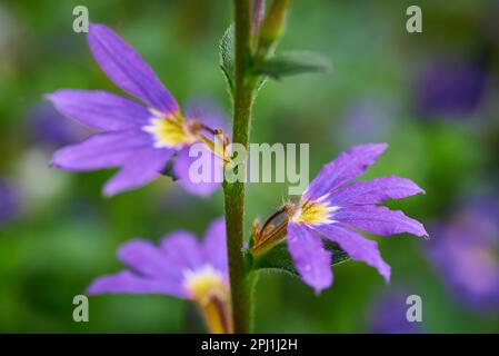 L'aemula di Scaevola, comunemente conosciuta come il fiore-ventaglio della fata o il fiore-ventaglio comune Foto Stock