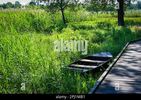 Barca legata ad un molo di legno in canne verdi Foto Stock