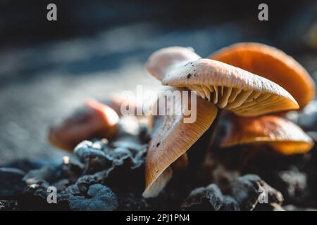 Un primo piano di un grappolo di funghi germogliati da un'area coperta di terreno Foto Stock