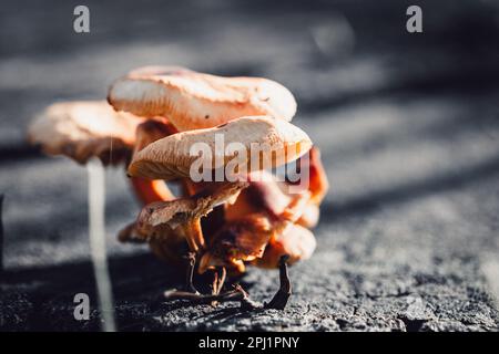 Un primo piano di un grappolo di funghi germogliati da un'area coperta di terreno Foto Stock