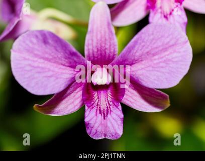 Primo piano di un fiore rosa Cattleya Orchid Foto Stock