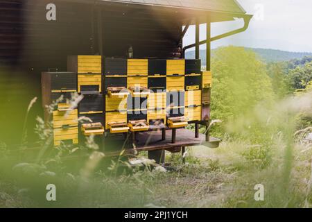 Ingresso all'alveare con un pontile di atterraggio, api di miele in arrivo e in partenza, decollo e atterraggio Foto Stock
