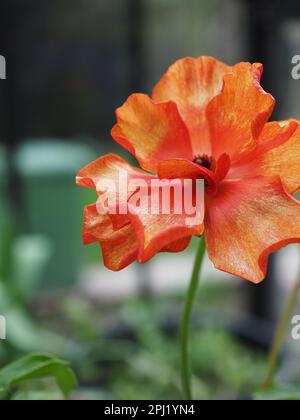 Primo piano di un ranunculus arancione a farfalla con volant 'Theseus', fiore costretto a fiorire nel tardo inverno/inizio primavera in una serra britannica Foto Stock
