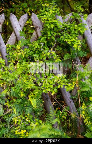 Recinzione in legno fiorito in giardino in estate. Foto Stock